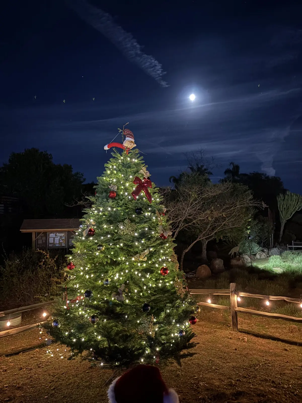 The lighted community tree at the Winter Wonderland gathering